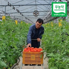 (산지직송) 명인 친환경 봄춘 무농약 완숙 토마토, 5kg(중과), 1개