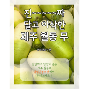 [영일만농수산] 제주월동무 제주무 월동무 무우 겨울무 김장무, 1개, 제주무 10kg