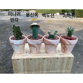 [이가농원] 마블토분 귀여운 선인장 화분 4종, 1.미니귀면각, 1개