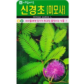 신경초 씨앗 50립 미모사 함수초 종자 키우기, 1개