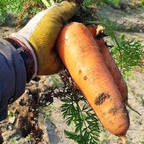 제주 구좌 햇 당근 5kg 친환경 자연농법 제철 흙당근, 중(100g전후/개) × 5kg × 1박스, 1개