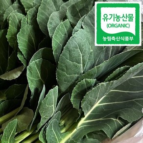 [당일수확 당일출고] 순창 유기농 케일 쌈채소 500g, 1개