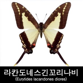 건조표본/나비표본/라칸도네스긴꼬리나비표본 80mm+-