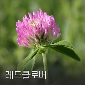 코리아팜 레드크로바500g, 1개