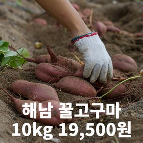 나만의건강by설리마켓 산지직송 국내산 해남 베니하루카 꿀고구마 호박 호풍미 고구마 못난이 혼합 10kg (세척), 1개, 10kg 못난이 혼합(꿀고구마)