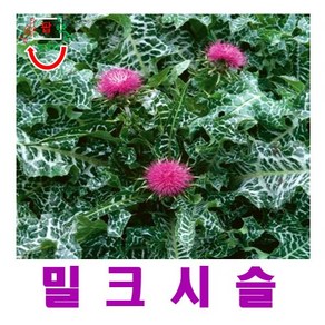 (희귀씨앗) 밀크시슬 (엉겅퀴) 씨앗 30립