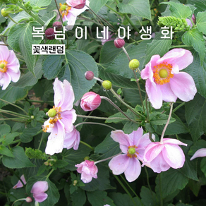 추명국 소품 [4포트 복남이네야생화 모종 대상화 숙근 아네모네 anemone], 4개