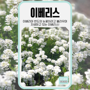 이베리스 씨앗 100립 세계종묘 종자 모종 씨 꽃씨 야생화 다년생 캔디더프 일반종, 1개