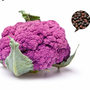 자색 콜리플라워 씨앗 꽃양배추 종자 puple cauliflowe seed 50알, 상세페이지 참조, 상세페이지 참조, 상세페이지 참조