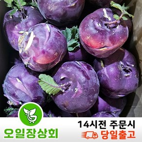 ( 오 일 장 상 회 ) 국내산 제주 콜라비 적 콜라비 3kg 5kg 10kg