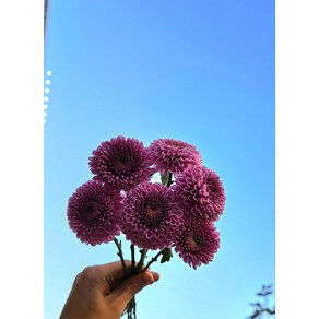 [아트플라워] (5대 보내드립니다) 폼폰국화 퐁퐁국화 생화 인테리어식물 플랜테리어 공기정화식물 꽃 생화 꽃 화병, 5개, 랜덤