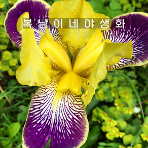 저먼아이리스 니벨룽겐 [1개 복남이네야생화 모종 붓꽃 iis nibelungen], 1개