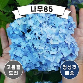 (나무85) 엔들레스썸머 오리지널(블루) 2리터화분, 1개