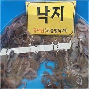 산지직송 제철 고흥 뻘낙지 중낙지 5미 (1미당 60g~80g내외), 1개