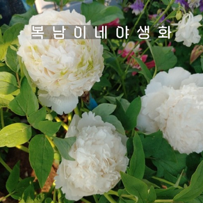 개량꽃목단 설탑 3지이상 [1뿌리 복남이네야생화 목단 피오니 peony] 뿌리묘, 1개