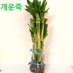 개운죽 20cm 1묶음 (10개포함) 1팩