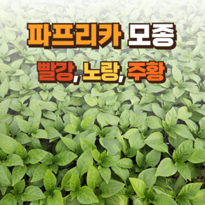 [파프리카 모종] 정프러그 파프리카 모종 파프리카 빨강 노랑 주황, 1개
