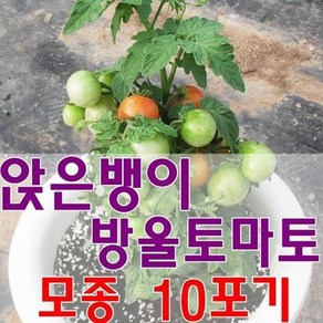 앉은뱅이방울토마토모종 10포기, 10개