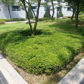 [너와 함께라면] 회양목(40cm 5주묶음), 5개