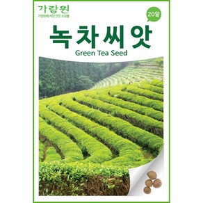 녹차 씨앗 우롱차 홍차 보이차 차씨앗 20알 geen tea, 1개