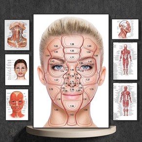 인체 포스터 골격 근육 뼈 해부도 교육 신체 과학 살롱 벽 얼굴 예술 페인팅 캔버스 사진 정맥 클리닉 장식 병원 상세한 해부학, 20X30cmUnfamed_09=9