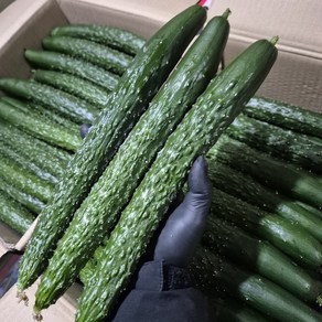 [국내산] 아삭한 가시오이 특 상 / 2kg 3kg 5kg, 1개, 2kg (특)