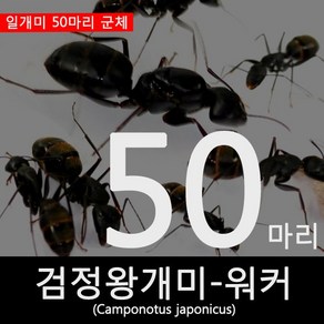 개미사육/애완개미/검정왕개미/일본왕개미워커50마리, 1개