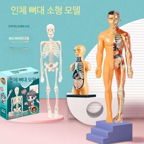 인체모형 해부 피규어 교육용 실습 과학 생식기 해골, 전신 인체 모델 (컬러 박스)