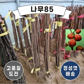 (나무85) 접목꾸찌뽕 접목1년