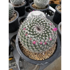 옥옹선인장 옥옹 애기고추선인장 옥옹(Mammillaria hahniana) 선인장 맘말마리아 선인장키우기 러브피오니다육 샬롬다육 일산다육