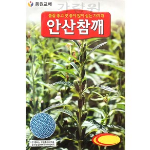 안산 참깨 씨앗 다수확 코팅 참깨씨 종자 1000알, 1개