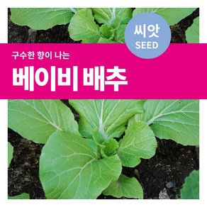 마이플랜트 샐러드 채소 베이비 배추 씨앗, 10g, 1개