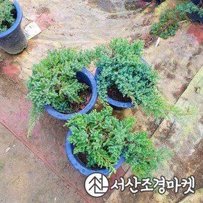 눈향나무 좀눈향 묘목 폭50cm 6치화분 서산조경마켓, 1개