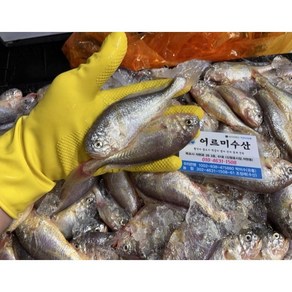 씨알 좋은 생물 목포 A급 황석어 깡다리 황실이, 1개, 3kg