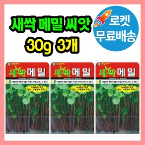 새싹메밀 씨앗 (합 90g) 새싹씨앗 메밀 씨, 3개