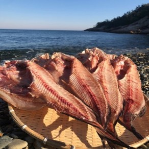 국산 자연해풍 반건조 물메기 1마리 마른 곰치, 55~60cm(특대), 1개, 1미