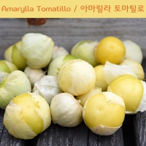 Amaylla Tomatillo 아마릴라 토마틸로 희귀토마틸로 교육 체험용 세트, 1개