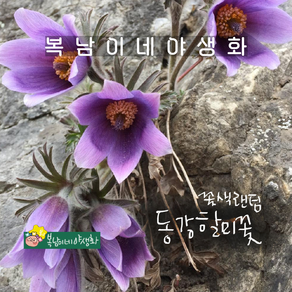 동강 할미꽃 [2포트 복남이네야생화 모종 토종식물 자생색물 풀사틸라 pulsatilla], 2개