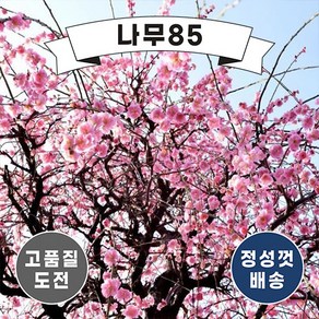 (나무85) 수양홍매화 수양백매화 접목1년, 1. 수양홍매화 접목1년, 1개