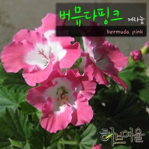 [허브여울제라늄] 버뮤다 핑크 (리갈계열제라늄) 지름 15cm 중품화분 (상토와 마사만사용), 2개