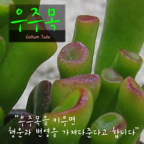 우주목(Gollum Jade) 지름 9cm 소품 다육화분, 3개