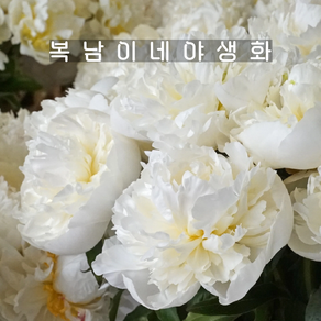 듀체스드느무르 [1포트 복남이네야생화 모종 두체스 흰겹 작약 목단 피오니 peony], 1개