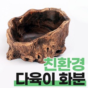 지피코 인테리어 화분 나무뿌리 모양 다육이화분, 1개