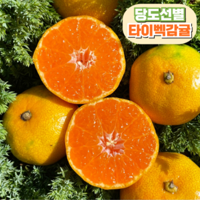 [해거리농법] 극조생 타이벡감귤 제주 산지직송, 1개, 10kg(로얄과)