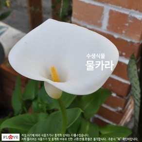 물카라, 1개