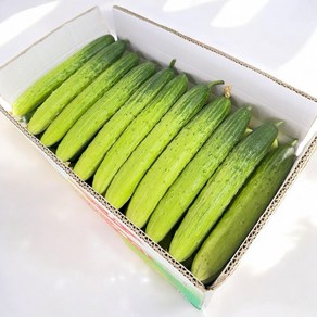 [산지직송 당일수확] 천안아우내 오이 백다다기 백오이 오이지용 소박이용 - 쿠쿠팜 악어오이, 100개, 특등급 20kg