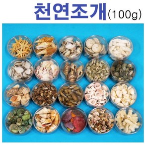 핸디몰 천연조개(목걸이 액자꾸미기 화석만들기)100g 250~300g/조개껍질 조개껍데기, 1통(약100g)