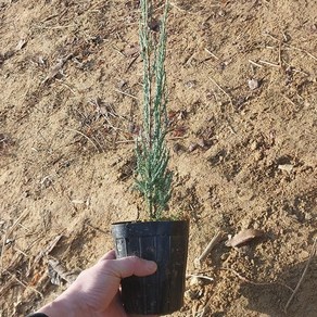 [새싹에서 나무까지] 블루애로우 (50cm~60cm) 포트묘 (1개 ), 1개