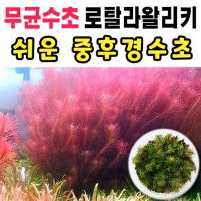 [수초스토어] 무균 로탈라왈리키 수초 컵 조직배양 / 구피 새우 어항 검역 쉬운 키우기 예쁜 은신처 전경 중경 후경 초보 자연 풍성한 흑사 무이탄 치어 베타 열대어, 1개