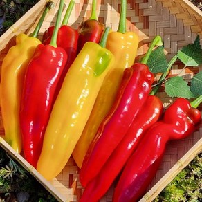 국내산 고당도 롱스위트 파프리카 1kg, 1개
